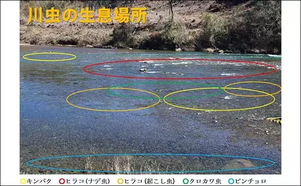 「【2022年】渓流エサ釣りで使用する代表的な『川虫』４選を解説」の画像