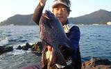 「磯イシガキダイ釣りでキロ級含め本命3尾　ガンガゼエサにヒット」の画像1