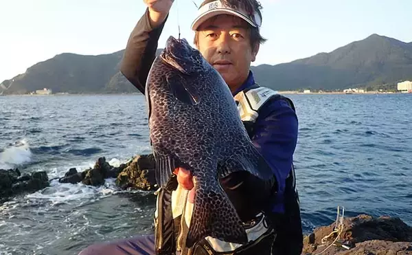 磯イシガキダイ釣りでキロ級含め本命3尾　ガンガゼエサにヒット
