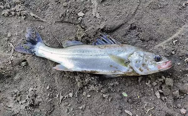 河川でのシーバスゲームで【釣れて楽しいゲスト5選】 ウナギもルアーで釣れる？