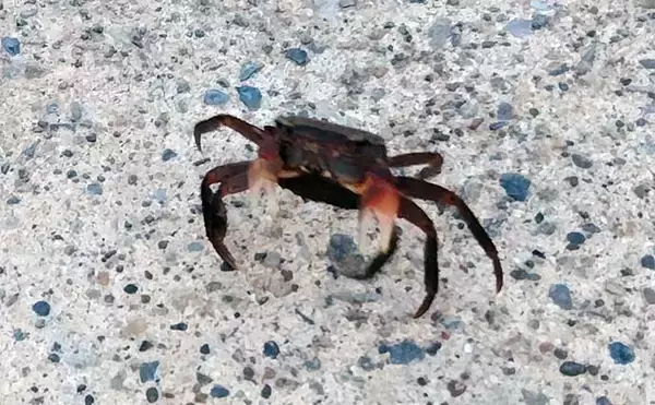 「河川でのシーバスゲームで【釣れて楽しいゲスト5選】 ウナギもルアーで釣れる？」の画像