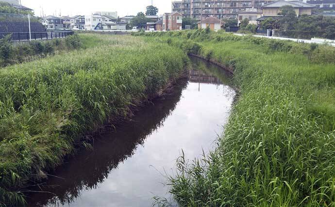 河川でのシーバスゲームで【釣れて楽しいゲスト5選】 ウナギもルアーで釣れる？