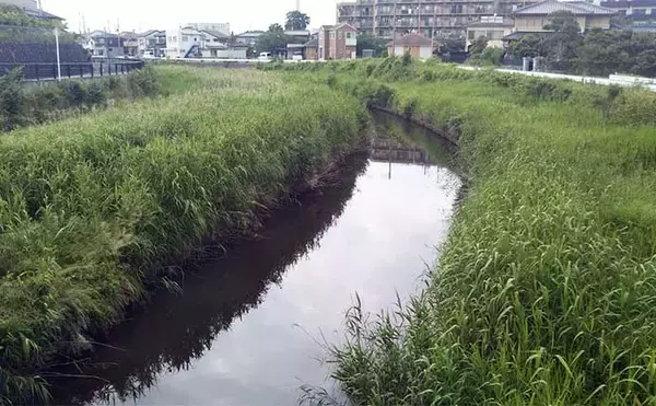 「河川でのシーバスゲームで【釣れて楽しいゲスト5選】 ウナギもルアーで釣れる？」の画像