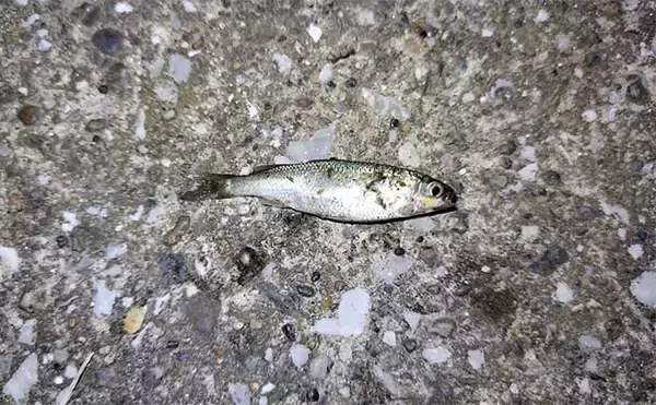 「河川でのシーバスゲームで【釣れて楽しいゲスト5選】 ウナギもルアーで釣れる？」の画像