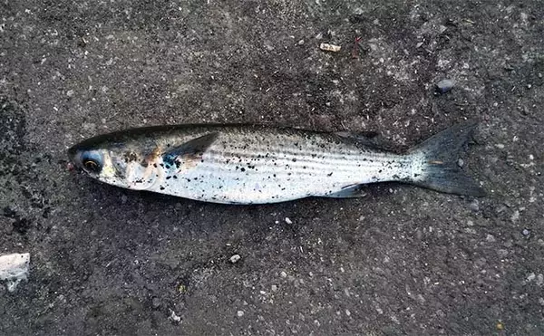 「河川でのシーバスゲームで【釣れて楽しいゲスト5選】 ウナギもルアーで釣れる？」の画像