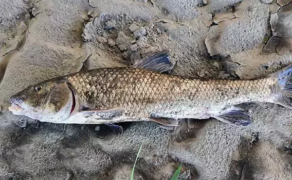 「河川でのシーバスゲームで【釣れて楽しいゲスト5選】 ウナギもルアーで釣れる？」の画像