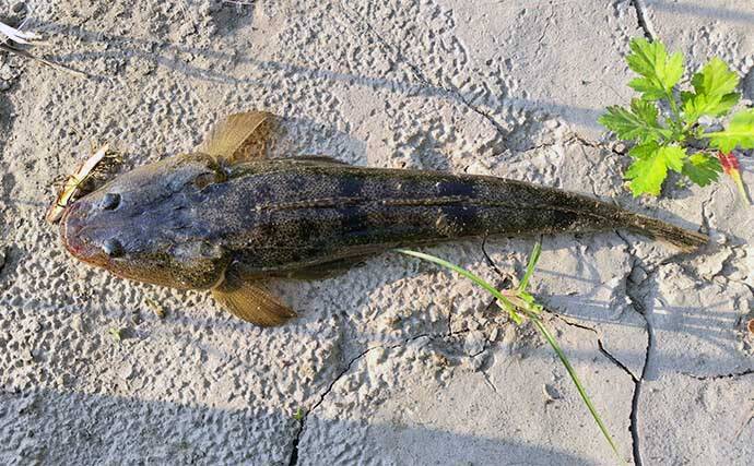 河川でのシーバスゲームで【釣れて楽しいゲスト5選】 ウナギもルアーで釣れる？