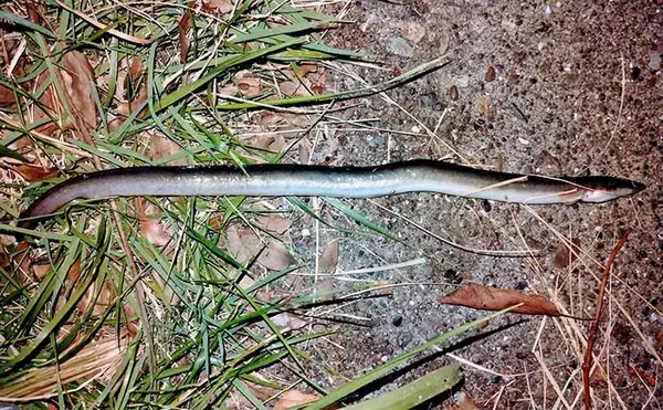 「河川でのシーバスゲームで【釣れて楽しいゲスト5選】 ウナギもルアーで釣れる？」の画像