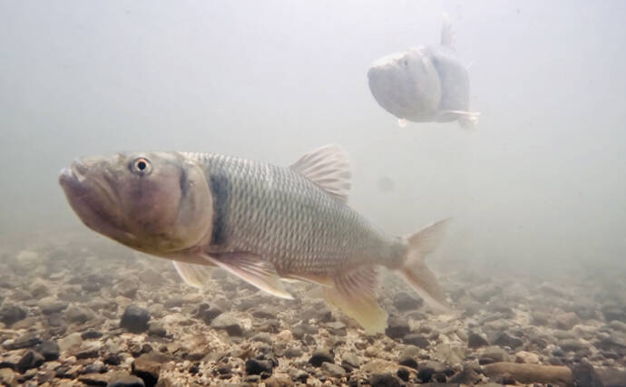 いよいよ琵琶湖に侵入した超有害外来魚「アメリカナマズ」　釣り人が出来ることとは？