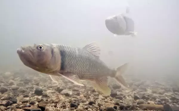 「いよいよ琵琶湖に侵入した超有害外来魚「アメリカナマズ」　釣り人が出来ることとは？」の画像