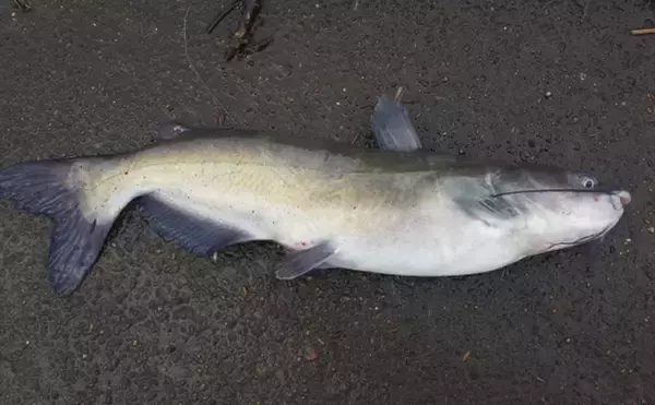 「いよいよ琵琶湖に侵入した超有害外来魚「アメリカナマズ」　釣り人が出来ることとは？」の画像