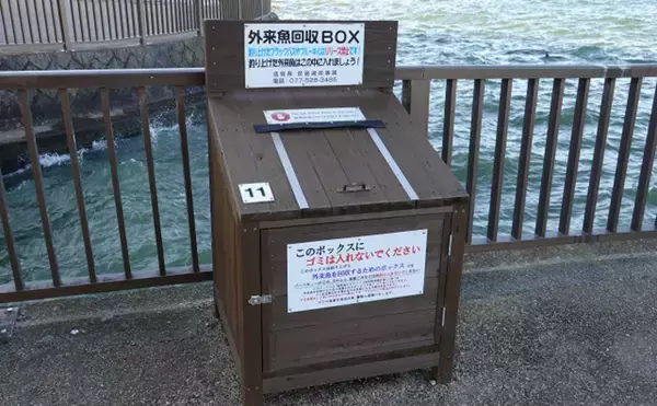 「いよいよ琵琶湖に侵入した超有害外来魚「アメリカナマズ」　釣り人が出来ることとは？」の画像