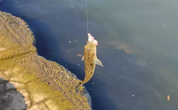 「ハゼ釣りで13cm頭にマハゼ2桁釣果【新潟・関川】想定外のゲストにコショウダイ」の画像