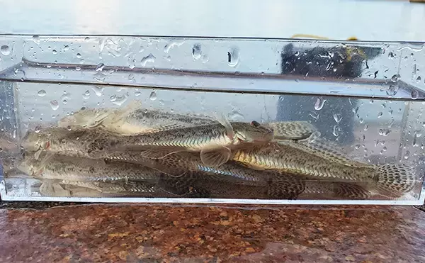 「ハゼ釣りで13cm頭にマハゼ2桁釣果【新潟・関川】想定外のゲストにコショウダイ」の画像