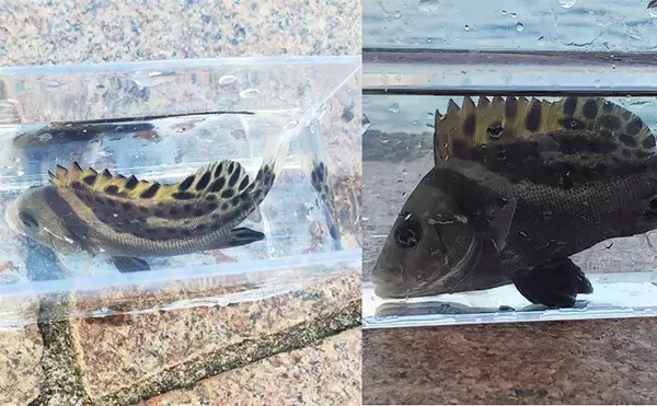 「ハゼ釣りで13cm頭にマハゼ2桁釣果【新潟・関川】想定外のゲストにコショウダイ」の画像