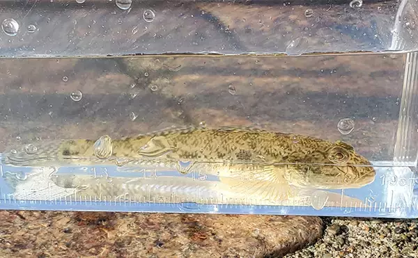 「ハゼ釣りで13cm頭にマハゼ2桁釣果【新潟・関川】想定外のゲストにコショウダイ」の画像