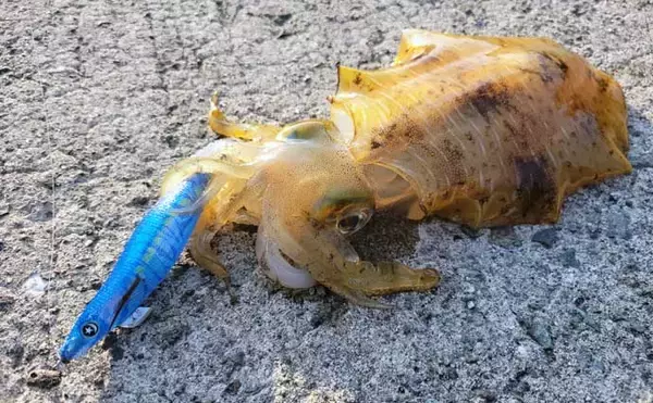 「「秋イカシーズン到来！」佐多岬の実釣で学ぶ初心者向けエギング基本講座【鹿児島】」の画像