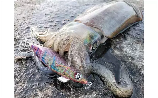 「「秋イカシーズン到来！」佐多岬の実釣で学ぶ初心者向けエギング基本講座【鹿児島】」の画像