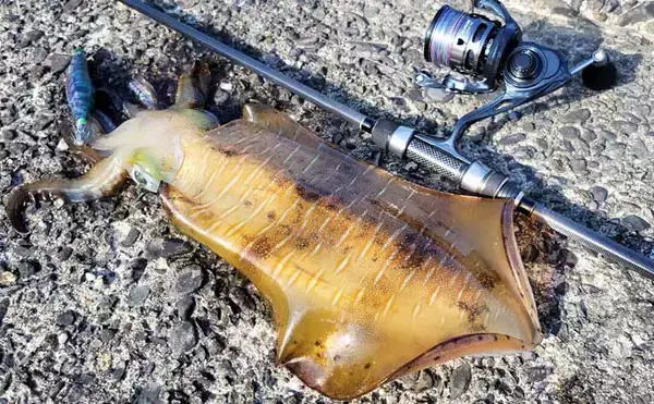 「「秋イカシーズン到来！」佐多岬の実釣で学ぶ初心者向けエギング基本講座【鹿児島】」の画像