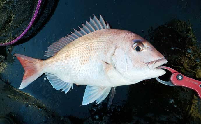 「これだけ覚えればOK！」秋タイラバ五目の攻め方・タックル選び・狙うレンジを詳しく解説