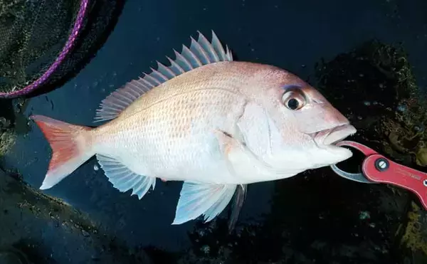 「「これだけ覚えればOK！」秋タイラバ五目の攻め方・タックル選び・狙うレンジを詳しく解説」の画像