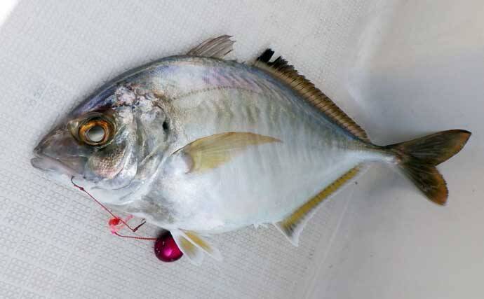 「これだけ覚えればOK！」秋タイラバ五目の攻め方・タックル選び・狙うレンジを詳しく解説