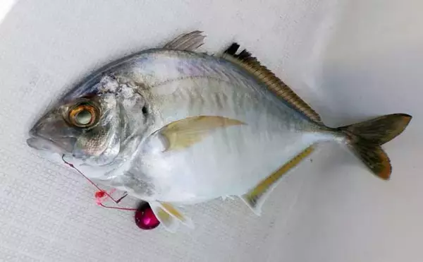 「「これだけ覚えればOK！」秋タイラバ五目の攻め方・タックル選び・狙うレンジを詳しく解説」の画像