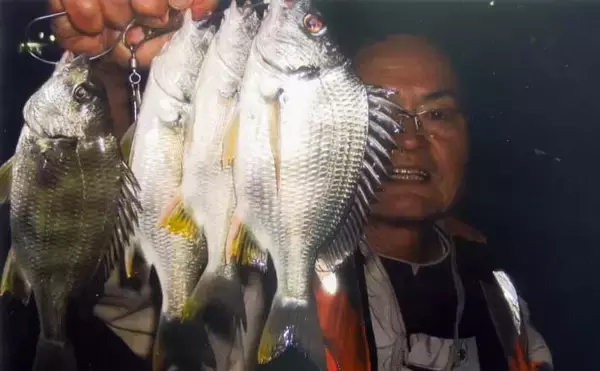 霞ヶ浦ふ頭周辺のブッコミ釣りでキビレ＆コトヒキ連発！【三重】新ポイント開拓に成功