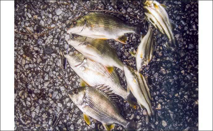 霞ヶ浦ふ頭周辺のブッコミ釣りでキビレ＆コトヒキ連発！【三重】新ポイント開拓に成功