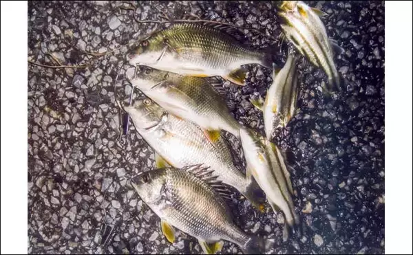 「霞ヶ浦ふ頭周辺のブッコミ釣りでキビレ＆コトヒキ連発！【三重】新ポイント開拓に成功」の画像