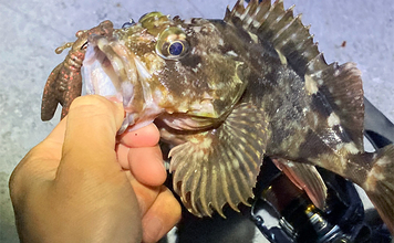 シーズン序盤のボートロックゲームで25cm良型カサゴ【三重】消波ブロック帯でヒット