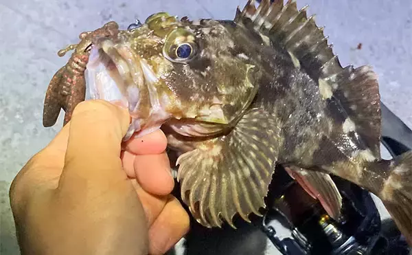 シーズン序盤のボートロックゲームで25cm良型カサゴ【三重】消波ブロック帯でヒット