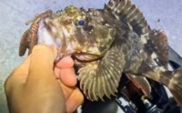 シーズン序盤のボートロックゲームで25cm良型カサゴ【三重】消波ブロック帯でヒット