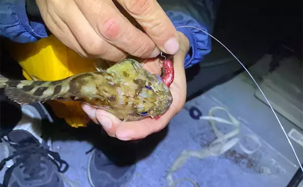 「シーズン序盤のボートロックゲームで25cm良型カサゴ【三重】消波ブロック帯でヒット」の画像