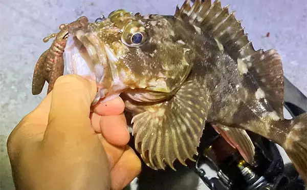 「シーズン序盤のボートロックゲームで25cm良型カサゴ【三重】消波ブロック帯でヒット」の画像