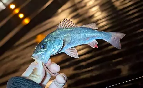 「電気ウキ釣りでセイゴ7匹を手中【愛知県・ボードウォーク】ウキ下調整とハリ選びが釣果のカギ」の画像