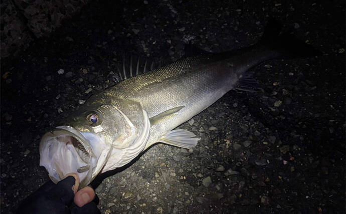 陸っぱりチニング釣行で本命不発も60cm級シーバス【大阪湾】チヌは低水温嫌って不在か？