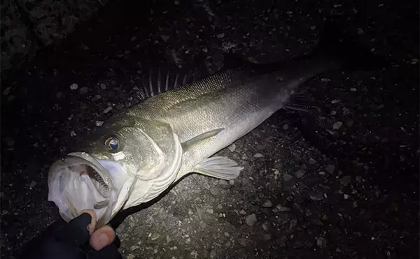 「陸っぱりチニング釣行で本命不発も60cm級シーバス【大阪湾】チヌは低水温嫌って不在か？」の画像