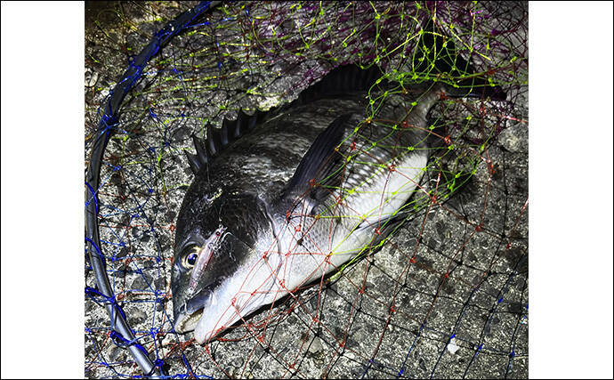 陸っぱりチニング釣行で本命不発も60cm級シーバス【大阪湾】チヌは低水温嫌って不在か？