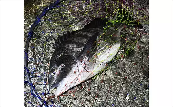 「陸っぱりチニング釣行で本命不発も60cm級シーバス【大阪湾】チヌは低水温嫌って不在か？」の画像