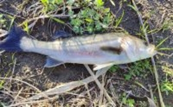 「春一番」はシーバスフィッシングの大敵？　強風下でも釣果を上げるコツを解説