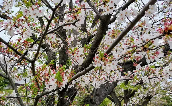 「「春一番」はシーバスフィッシングの大敵？　強風下でも釣果を上げるコツを解説」の画像