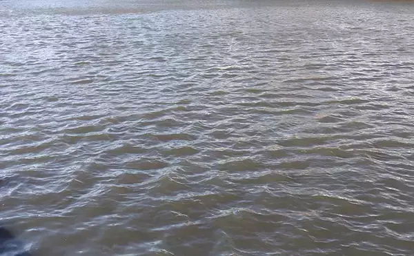 「「春一番」はシーバスフィッシングの大敵？　強風下でも釣果を上げるコツを解説」の画像