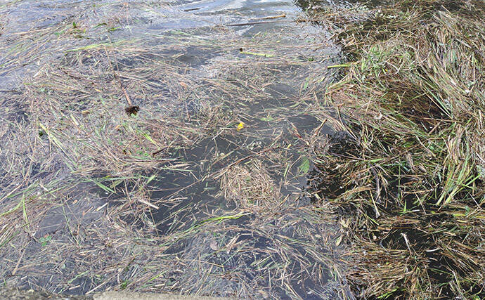 「春一番」はシーバスフィッシングの大敵？　強風下でも釣果を上げるコツを解説