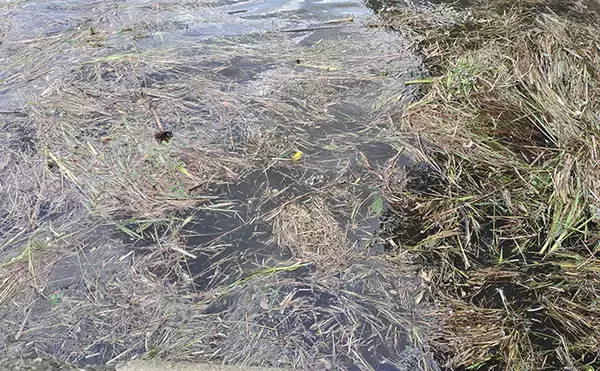 「「春一番」はシーバスフィッシングの大敵？　強風下でも釣果を上げるコツを解説」の画像