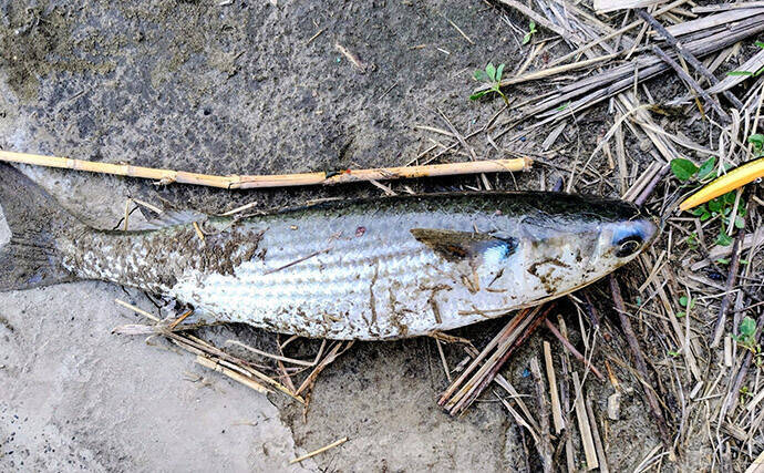 「春一番」はシーバスフィッシングの大敵？　強風下でも釣果を上げるコツを解説