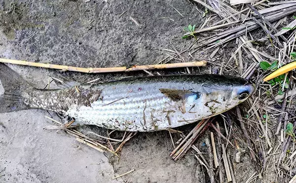 「「春一番」はシーバスフィッシングの大敵？　強風下でも釣果を上げるコツを解説」の画像