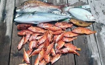 タテ釣り調査でマダイにブリに根魚が次々ヒット！【船釣り最新情報9選・三重】
