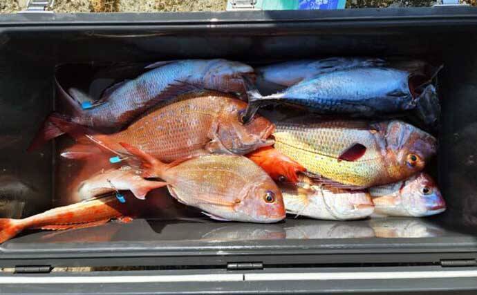 タテ釣り調査でマダイにブリに根魚が次々ヒット！【船釣り最新情報9選・三重】