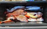 「タテ釣り調査でマダイにブリに根魚が次々ヒット！【船釣り最新情報9選・三重】」の画像10